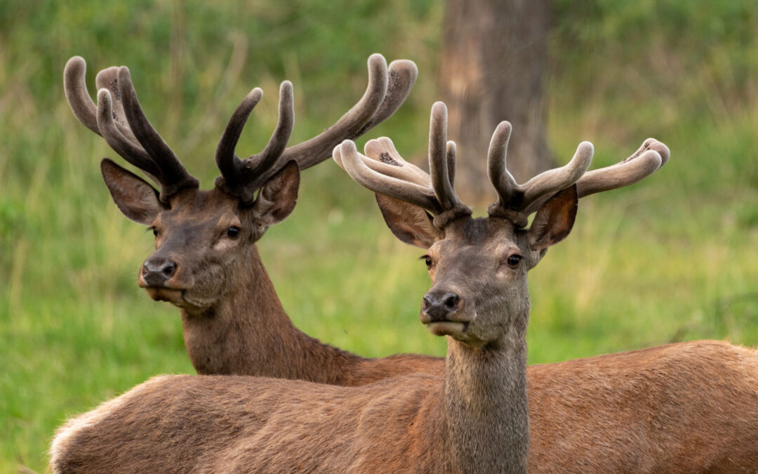 Wildspeurtocht, zie de Veluwe leeft