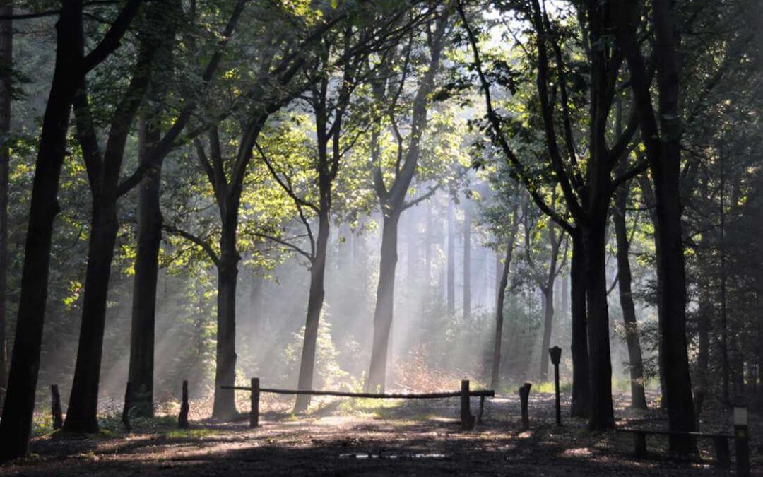 Fietsroute door de bossen bij Vierhouten